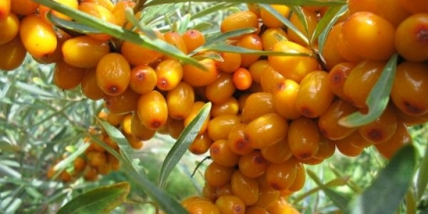 Kako pohraniti i preraditi morski trn kod kuće